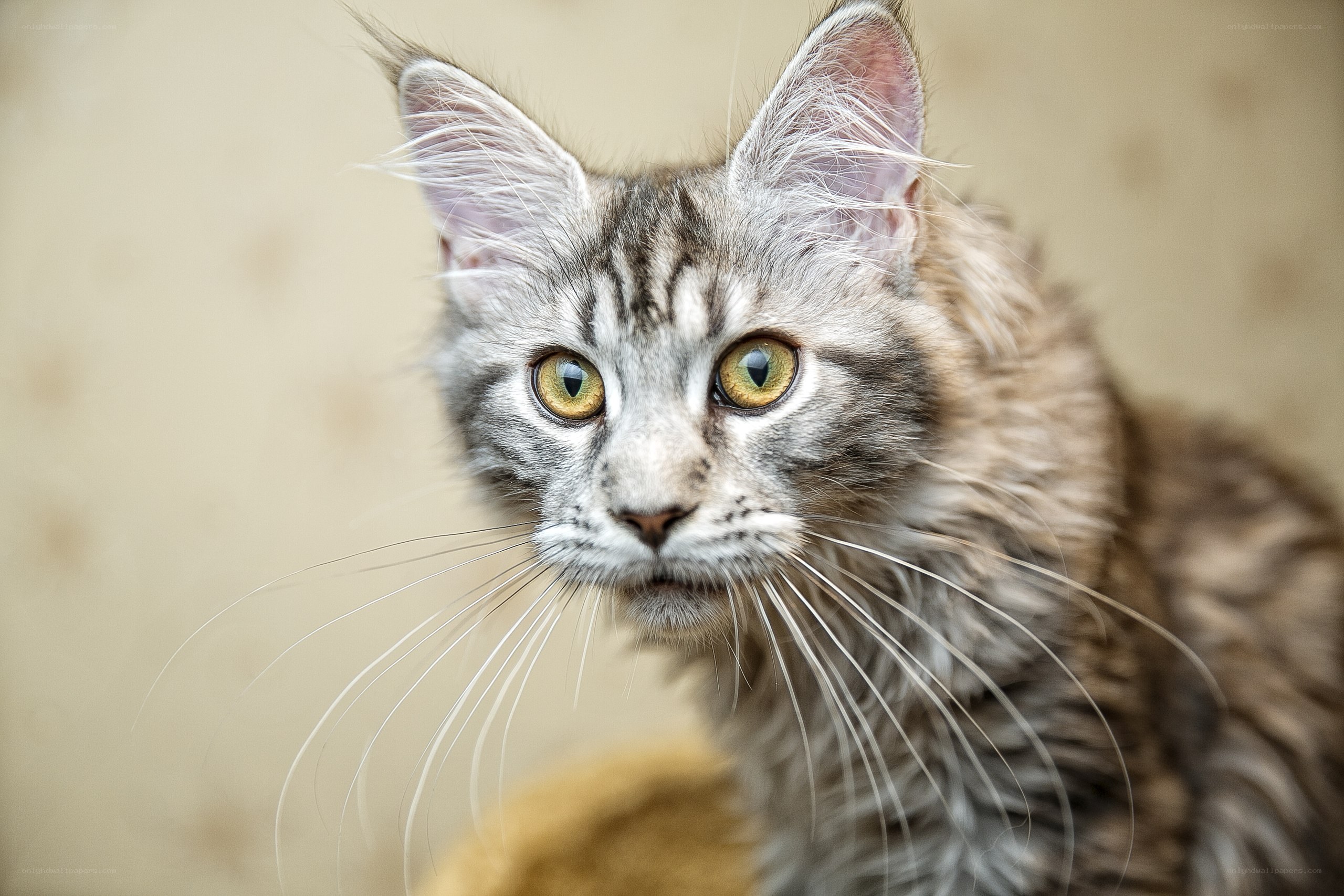 close-up of a tabby cat