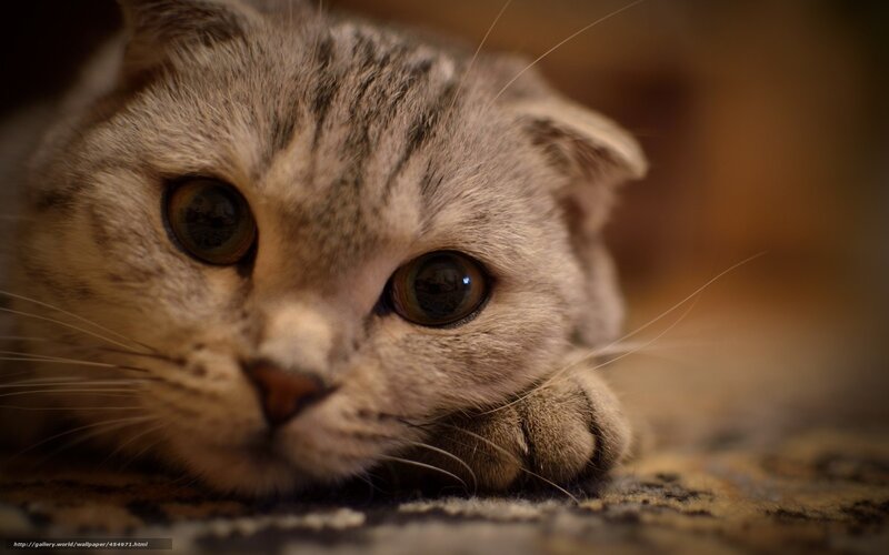 close-up of a tabby cat