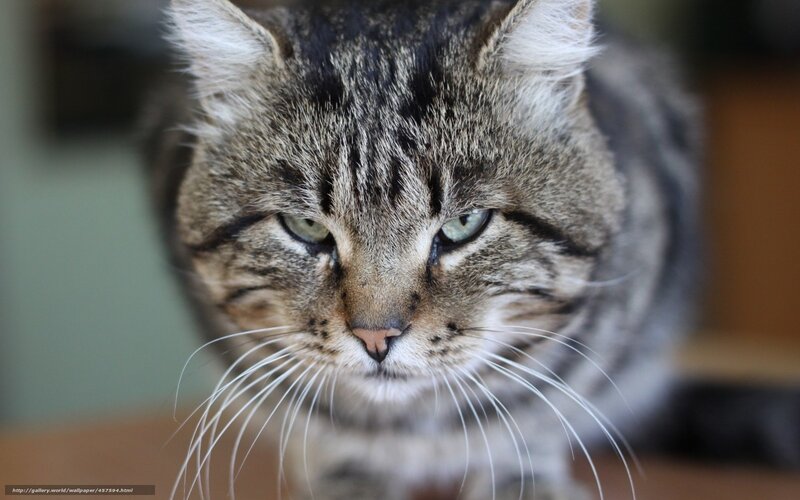 close-up of a tabby cat
