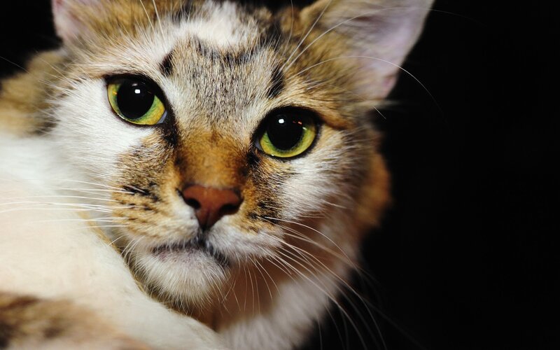 close-up of a tabby cat