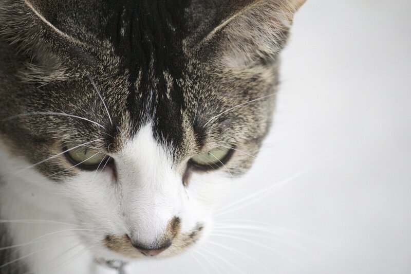 close-up of a tabby cat