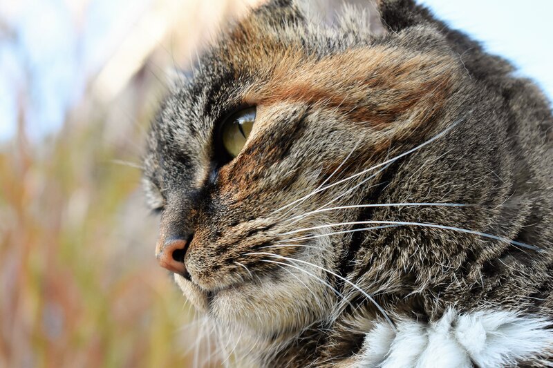 close-up of a tabby cat