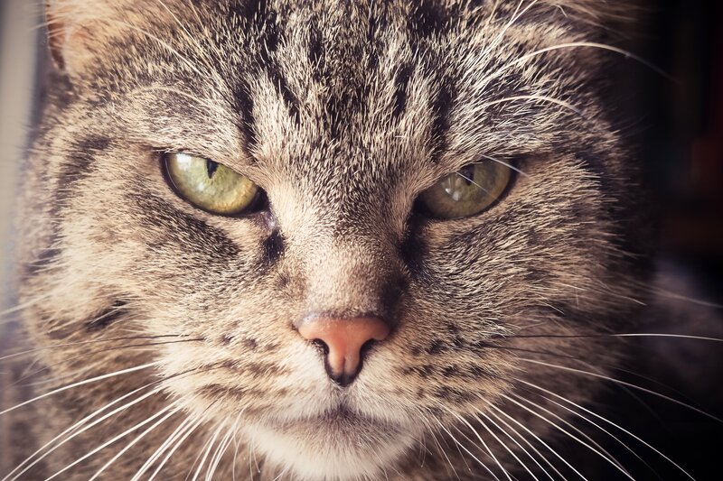 close-up of a tabby cat