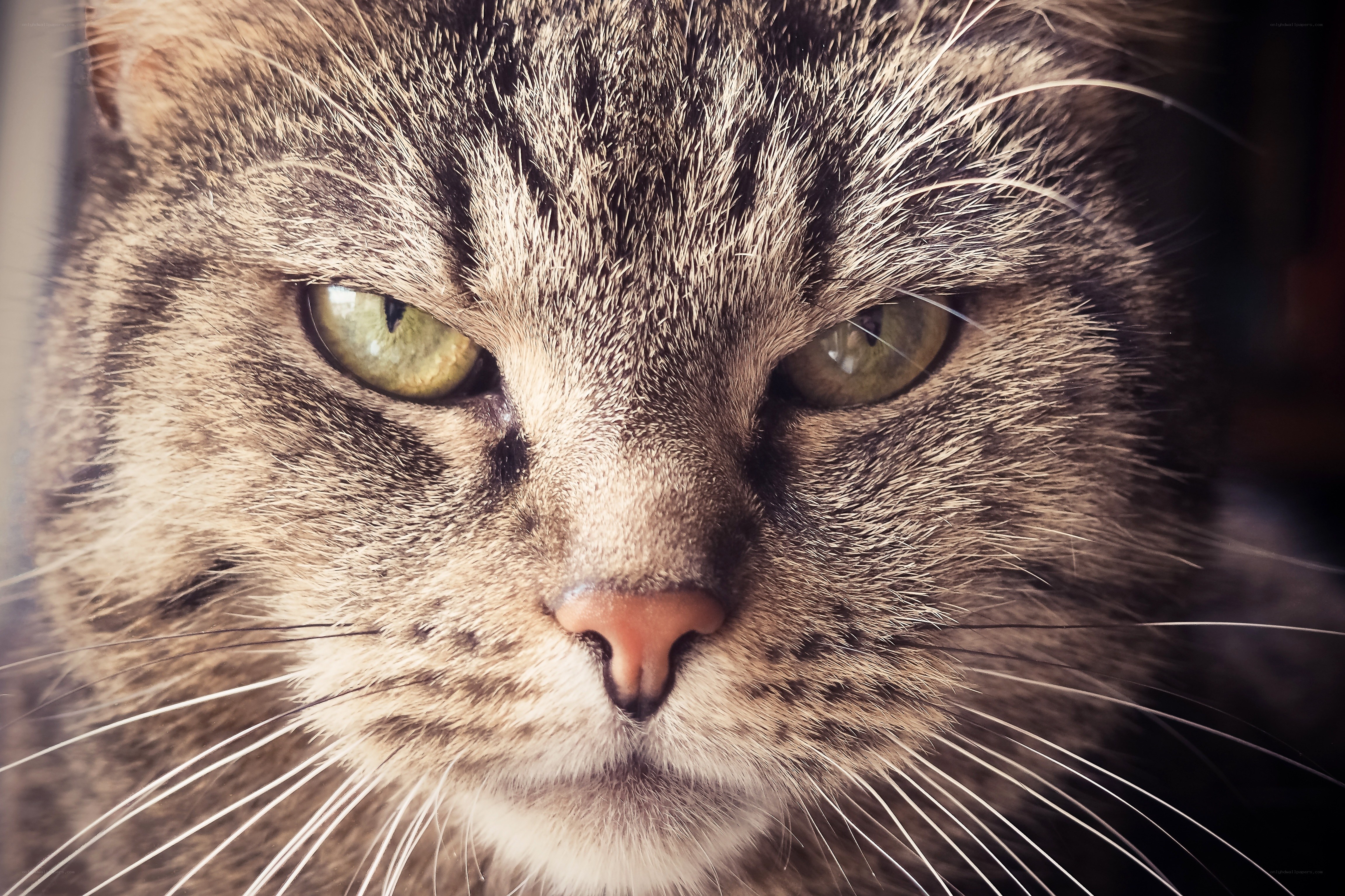close-up of a tabby cat