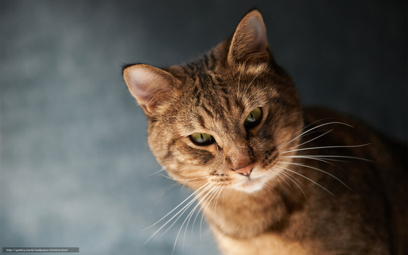Close-up of a tabby cat