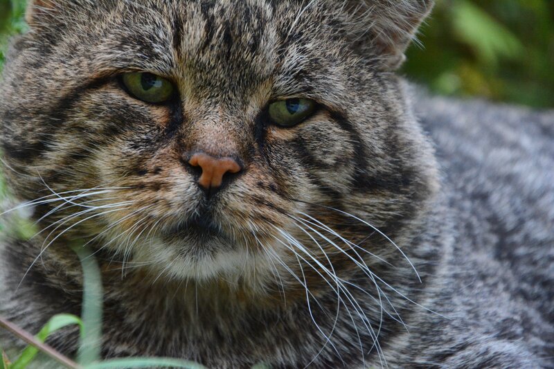 close-up of a tabby cat
