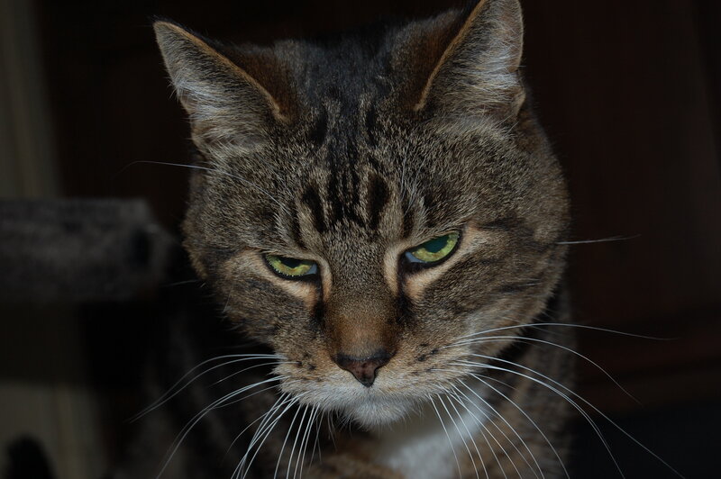 close-up of a tabby cat