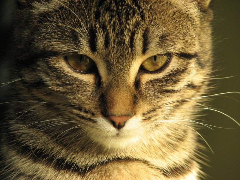 close-up of a tabby cat