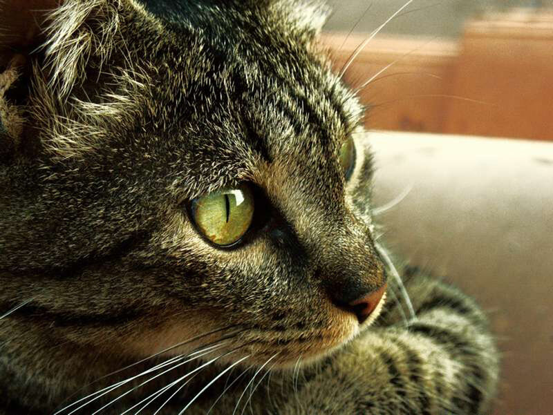 close-up of a tabby cat