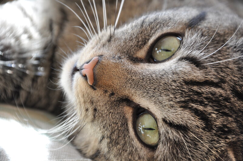 close-up of a tabby cat