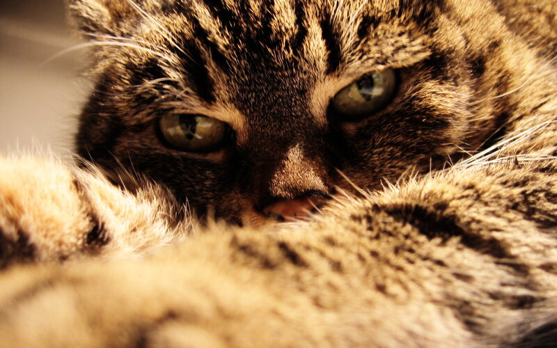 close-up of a tabby cat