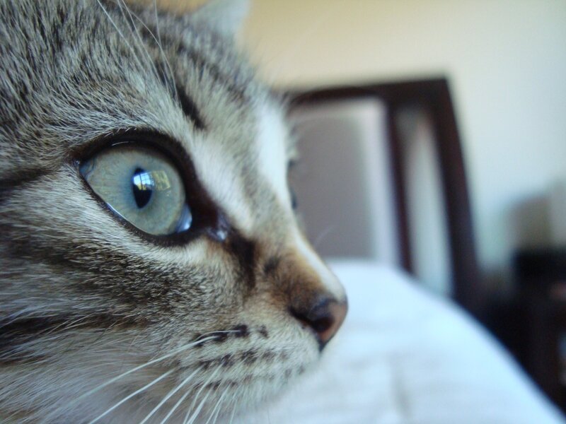 close-up of a tabby cat