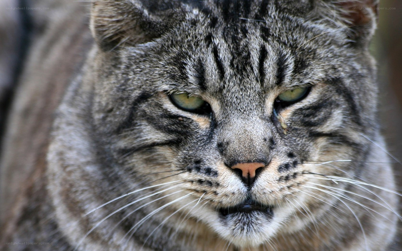close-up of a tabby cat