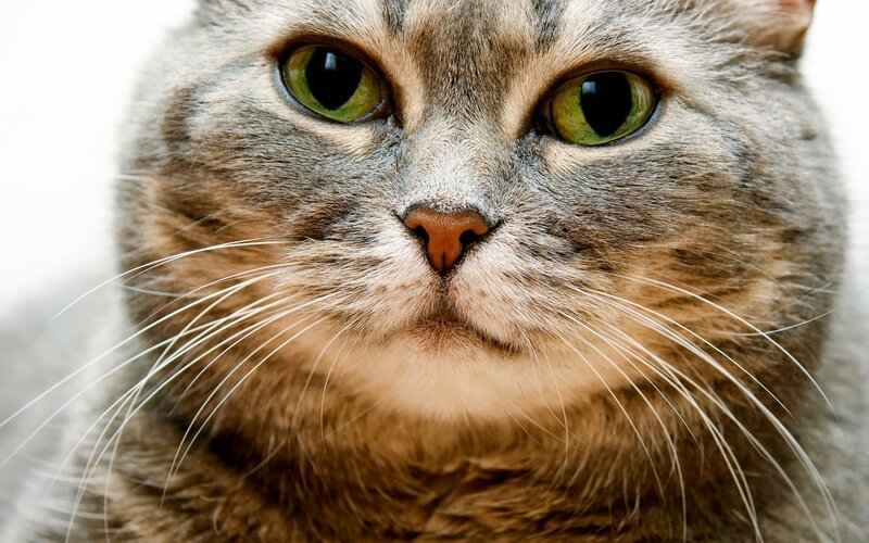 close-up of a tabby cat