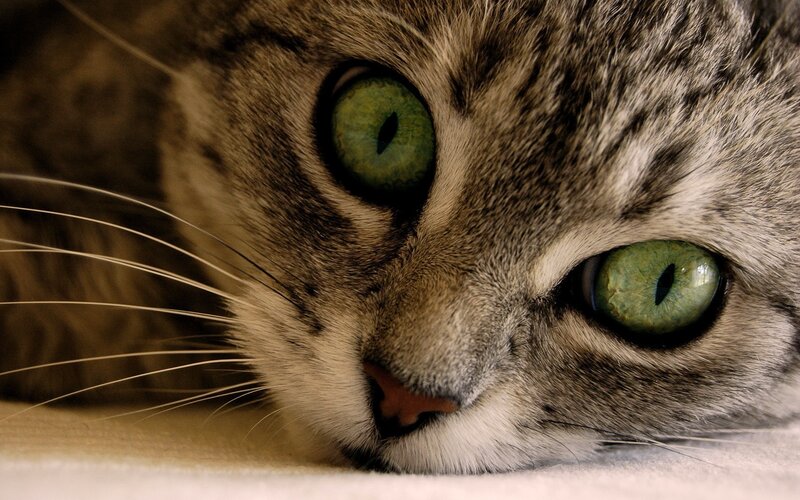 close-up of a tabby cat