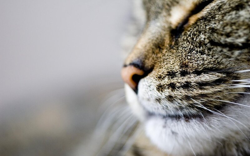 close-up of a tabby cat