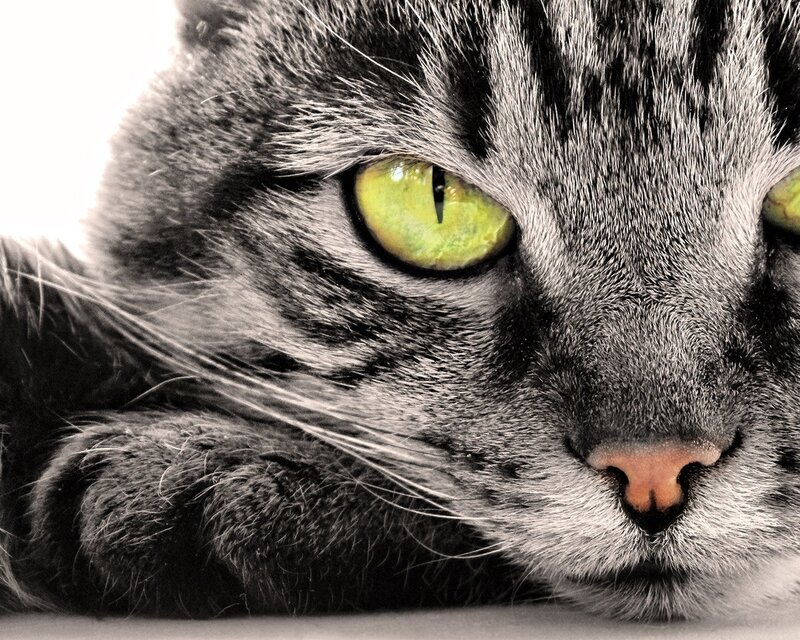 close-up of a tabby cat