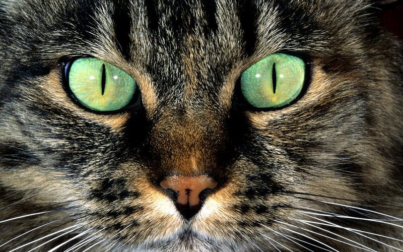 close-up of a tabby cat
