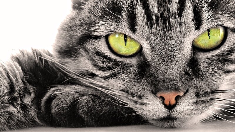 close-up of a tabby cat