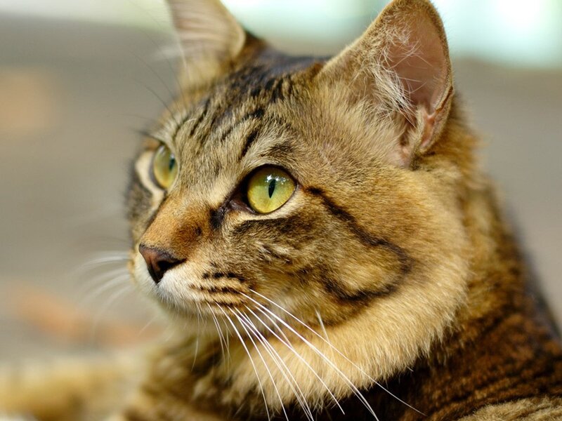 close-up of a tabby cat