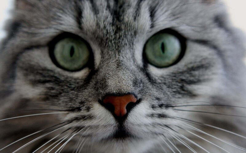 close-up of a tabby cat