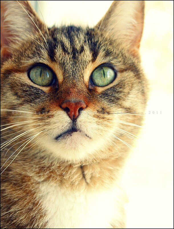 close-up of a tabby cat