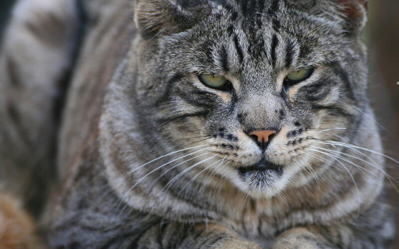 close-up of a tabby cat