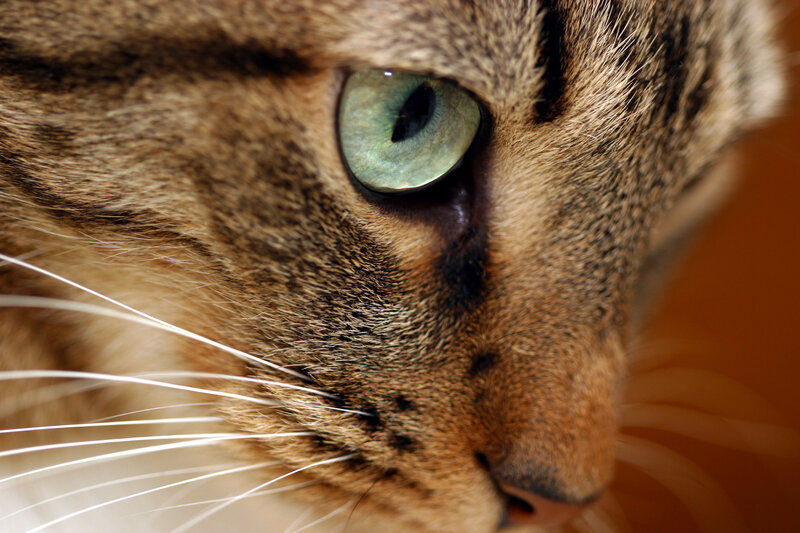 close-up of a tabby cat's eye