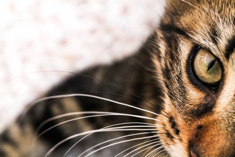 close-up of a tabby cat's eye