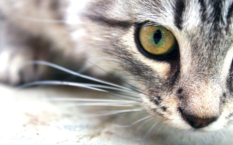 close-up of a tabby cat's face