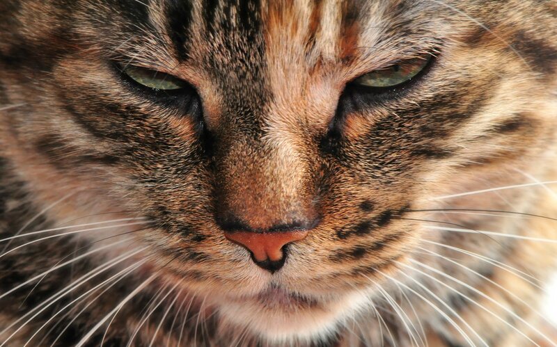 close-up of a tabby cat's face