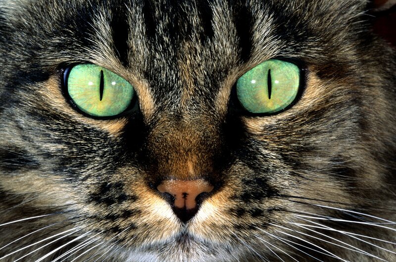 close-up of a tabby cat's face