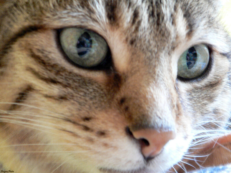 close-up of a tabby cat's face