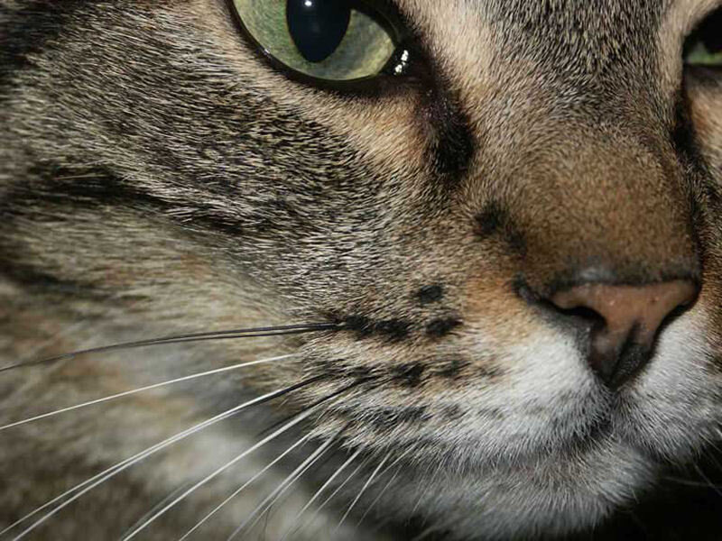 close-up of a tabby cat's face