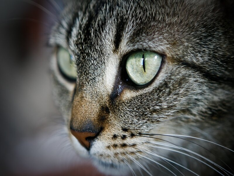 close-up of a tabby cat's face