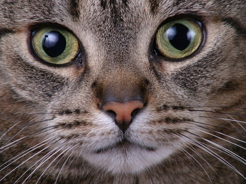 close-up of a tabby cat's face