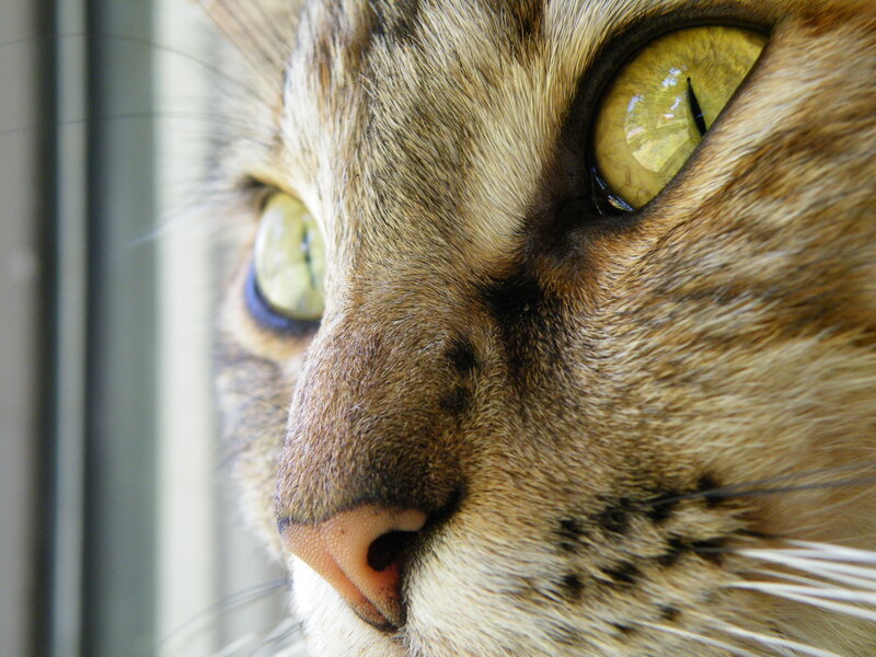 close-up of a tabby cat's face