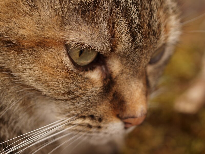 close-up of a tabby cat's face