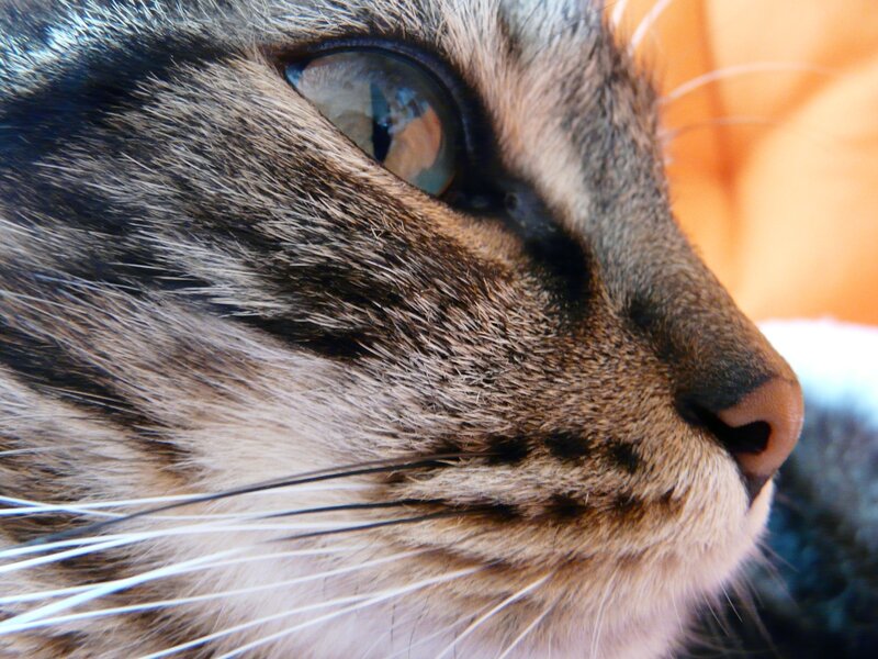close-up of a tabby cat's face