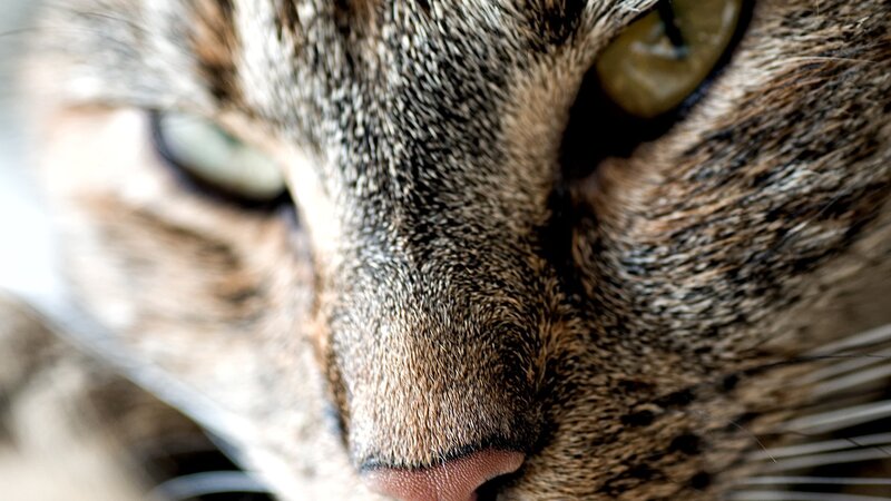 close-up of a tabby cat's face
