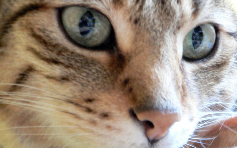 close-up of a tabby cat's face