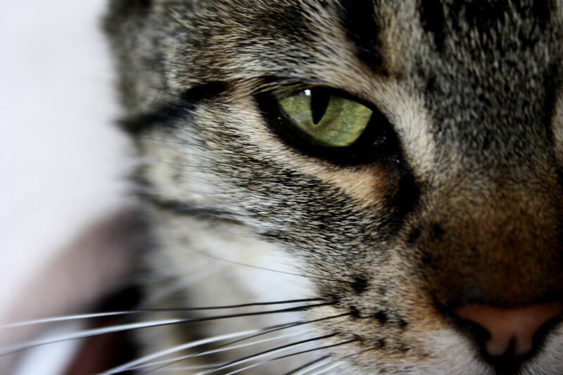 close-up of a tabby cat's face