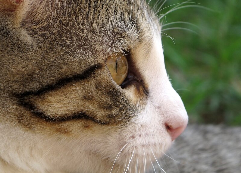 close-up of a tabby cat's face