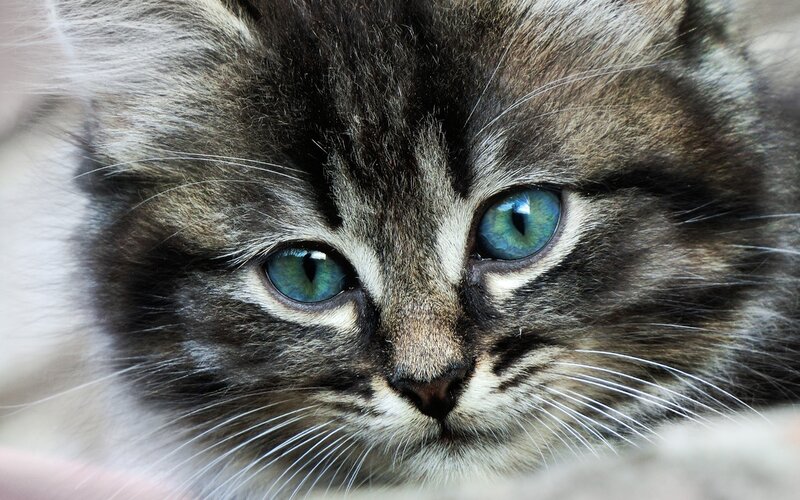 close-up of a tabby kitten