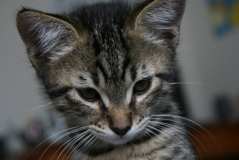 close-up of a tabby kitten