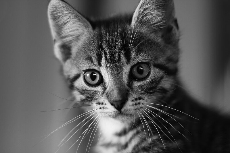 close-up of a tabby kitten