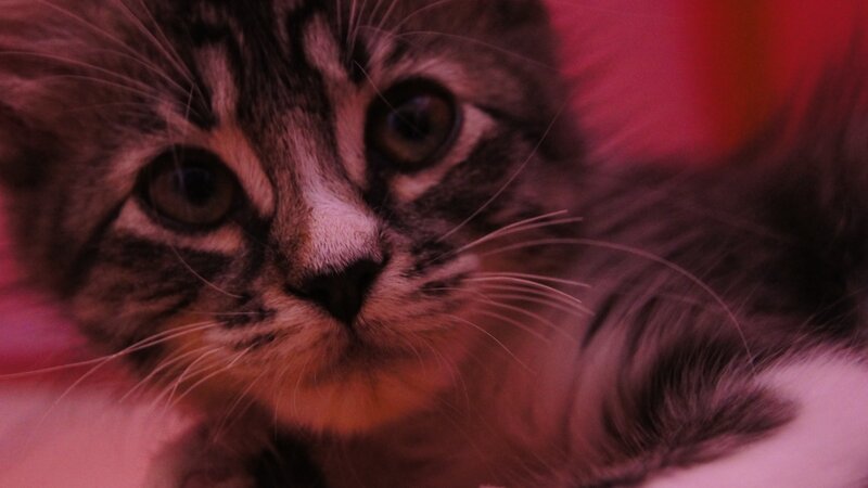 close-up of a tabby kitten