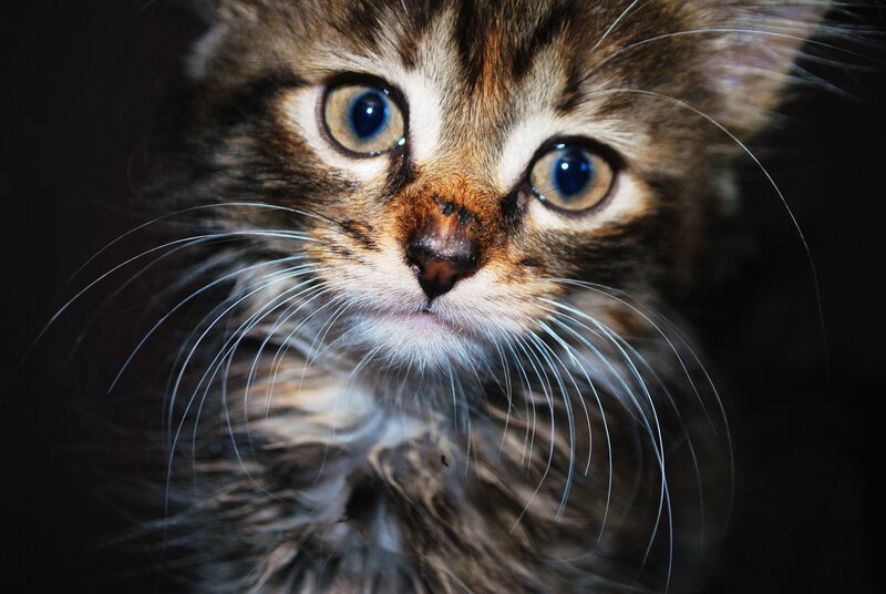 close-up of a tabby kitten