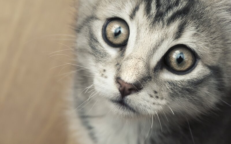 close-up of a tabby kitten