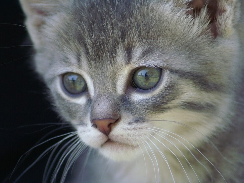 close-up of a tabby kitten